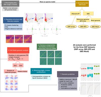 On the usefulness of mock genomes to define heterotic pools, testers, and hybrid predictions in orphan crops